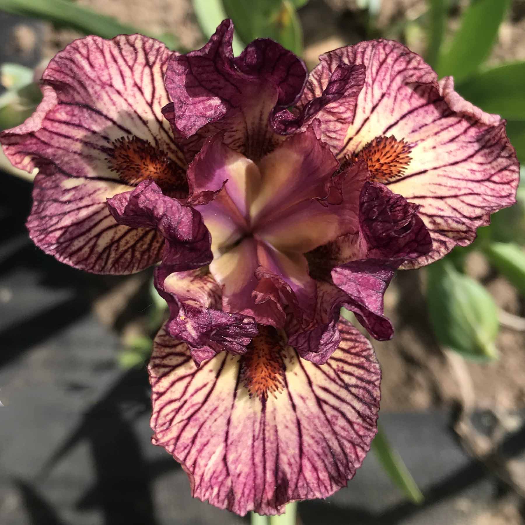 LINES IN THE SAND.jpg